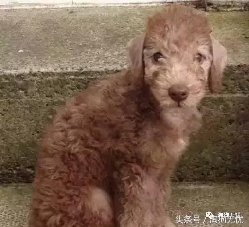 所有的狗狗都有尴尬期吗,科普狗狗知识