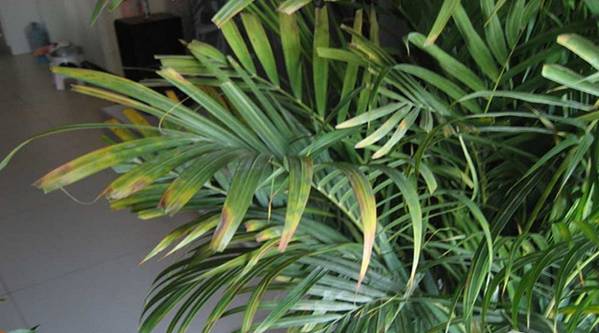 散尾葵焦尖叶黄,散尾葵盆栽叶黄的原因