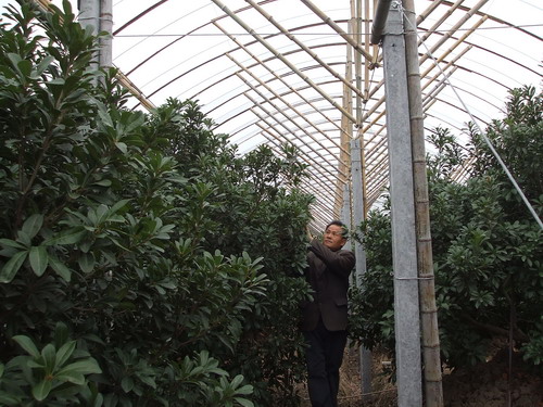 杨梅单株避雨棚,杨梅简易避雨栽培技术