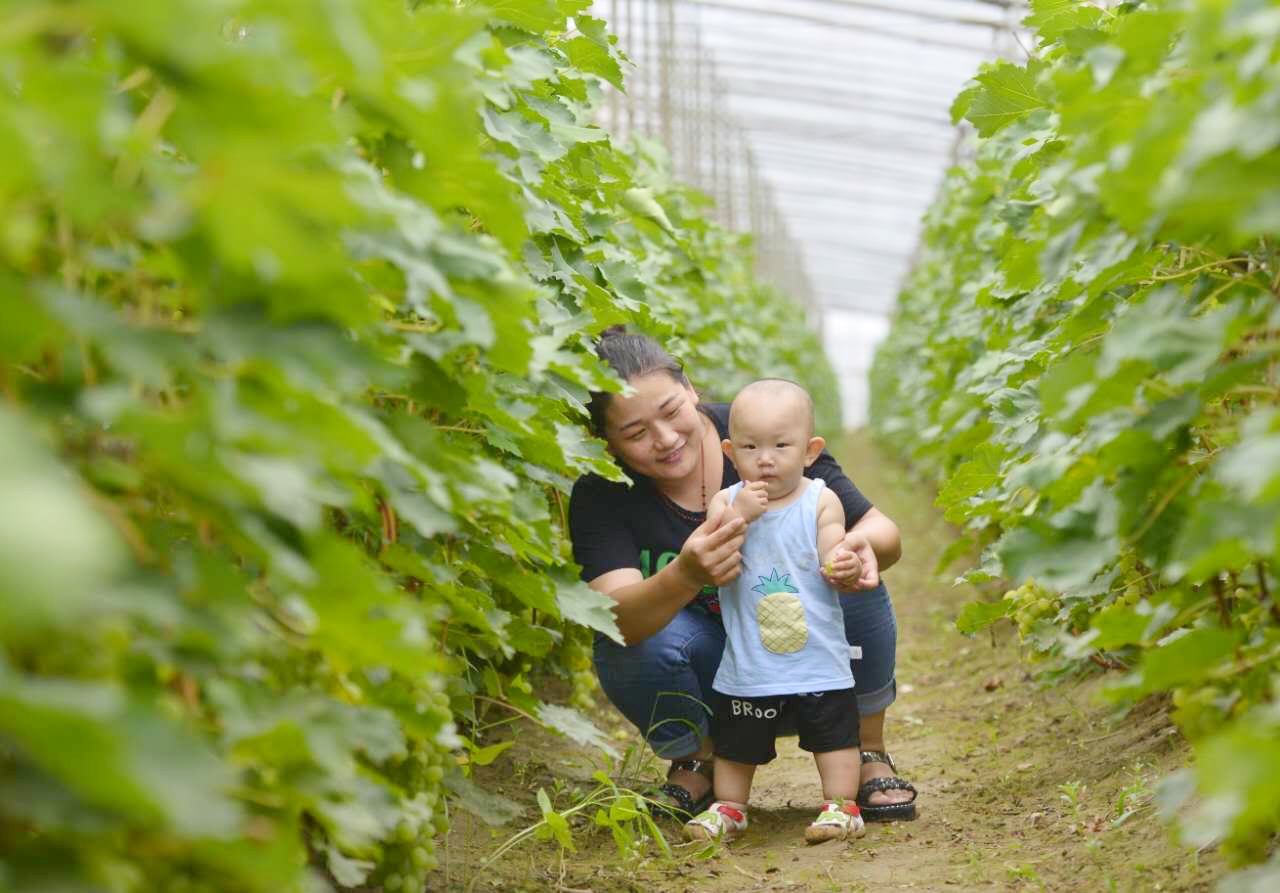 邢台广宗,葡萄王来了
