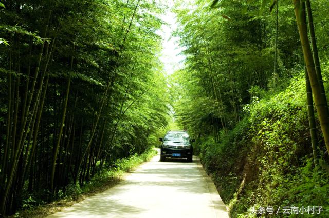 云南玉溪峨山彝人谷万亩竹海竹炭,彝人谷竹海攻略