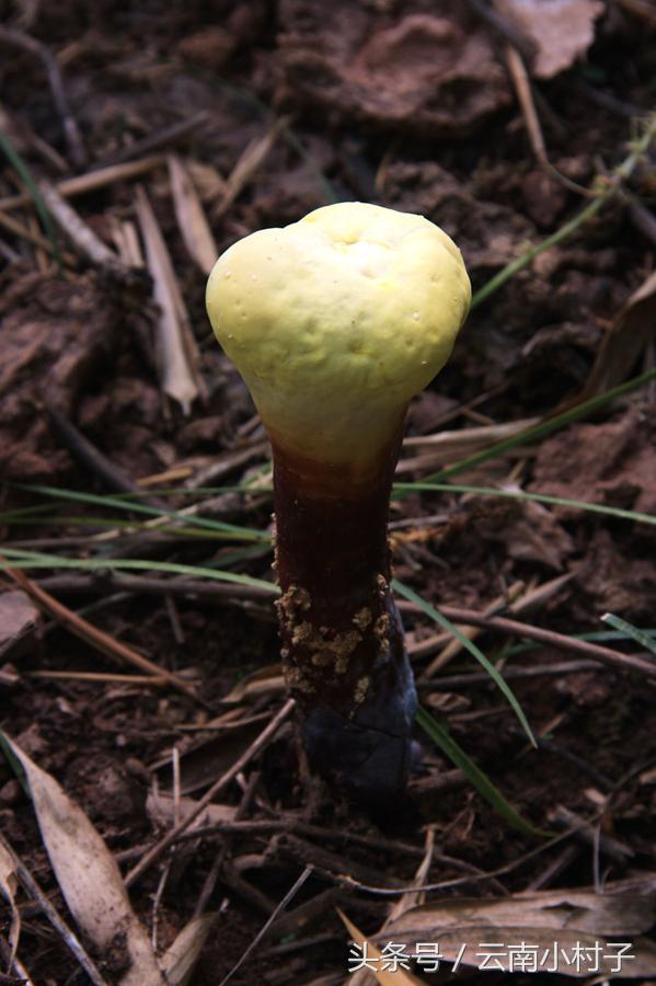 云南玉溪峨山彝人谷万亩竹海竹炭,彝人谷竹海攻略