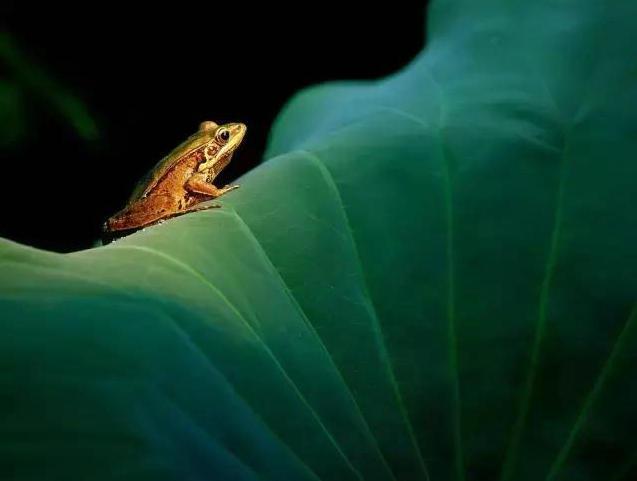 滑膜炎为什么不建议做封闭,滑膜炎不吃药能自愈吗