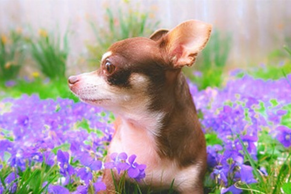 狗狗过敏反应四大主要原因,狗狗突然过敏怎么办最有效