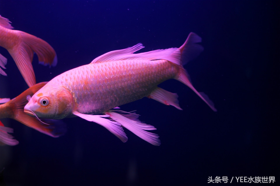 观赏鱼死鱼怎么处理最好,养鱼每天都死鱼怎么回事