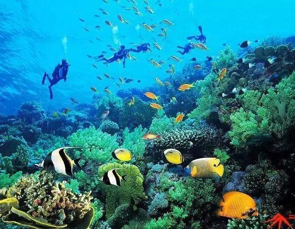 三亚潜水基地,三亚有哪些不容错过的潜水基地