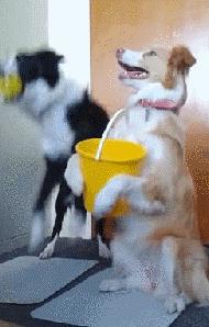 边牧是不是最聪明的狗,与边牧一样聪明的土狗