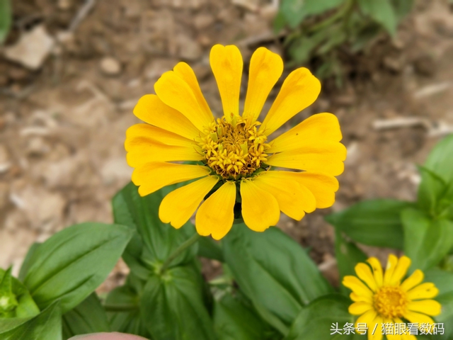 oppor11最新款手机怎么样,oppor11成为最热手机特性