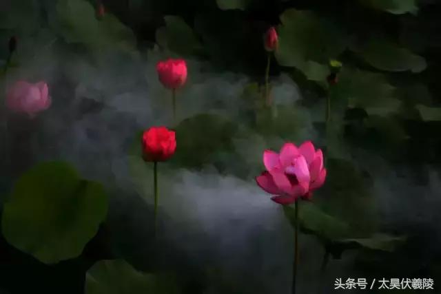 淮阳万亩荷花华丽盛放，让摄影师告诉您，荷花到底有多美！