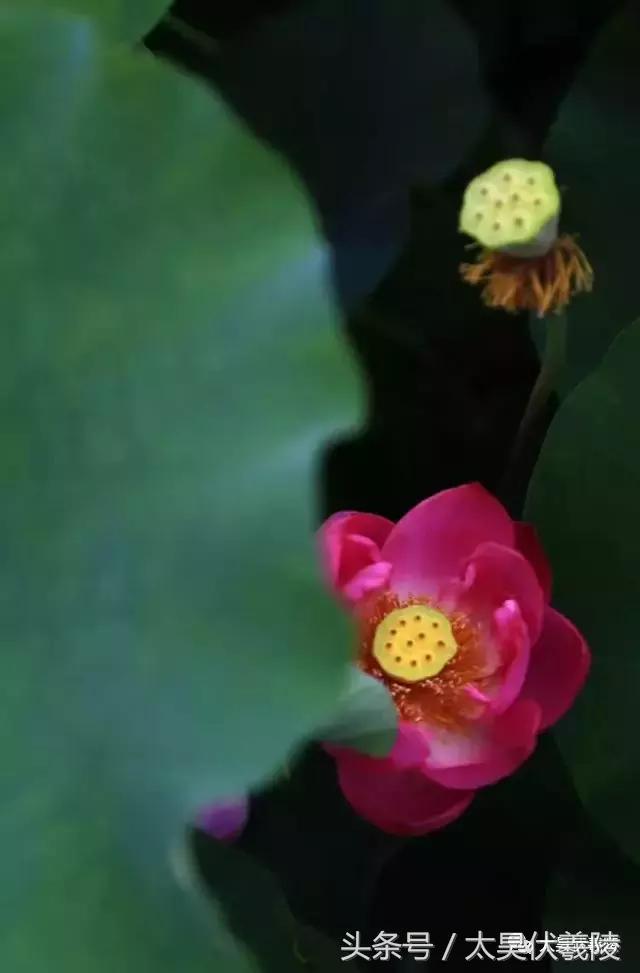 淮阳万亩荷花华丽盛放，让摄影师告诉您，荷花到底有多美！