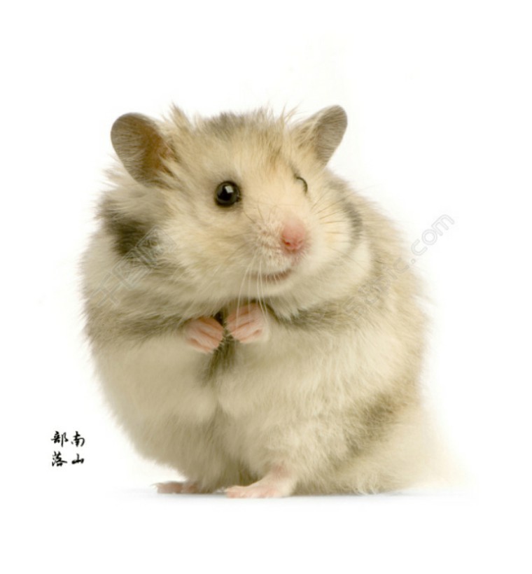 老鼠很聪明科普,为什么小老鼠这么聪明