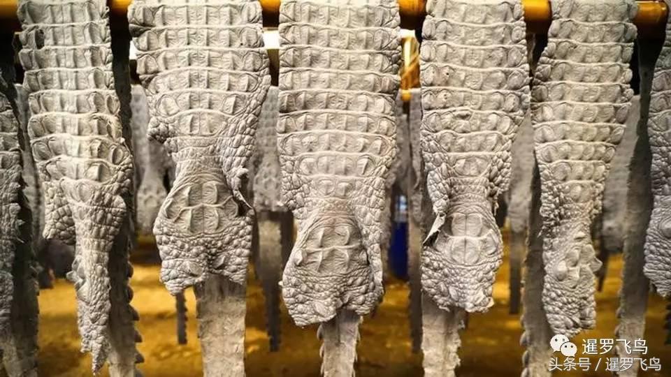 鳄鱼养殖科普,泰国养殖鳄鱼视频大全