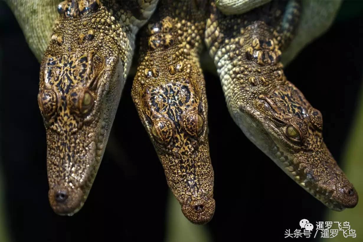 鳄鱼养殖科普,泰国养殖鳄鱼视频大全