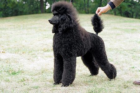 知宠是什么,知宠