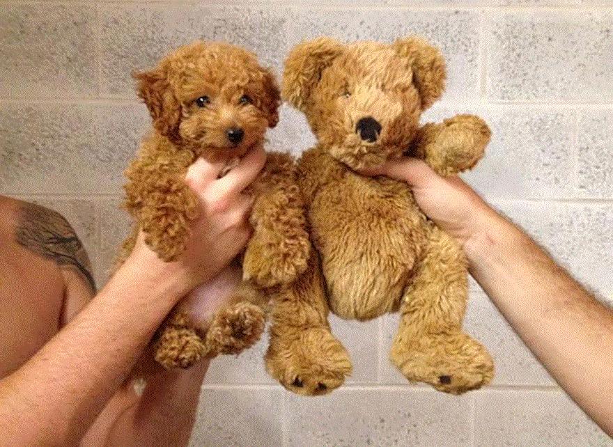 知宠是什么,知宠