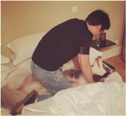 狗界奢侈品,金毛王可可