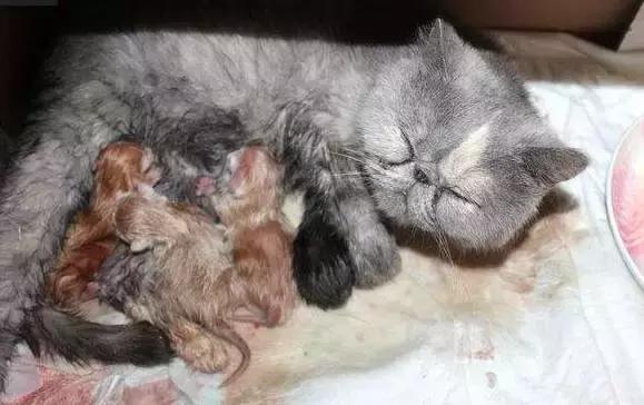 猫咪护理知识和注意事项,猫咪怀孕生产用什么消毒