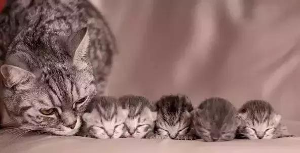 猫咪护理知识和注意事项,猫咪怀孕生产用什么消毒