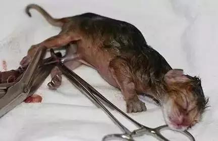 猫咪护理知识和注意事项,猫咪怀孕生产用什么消毒