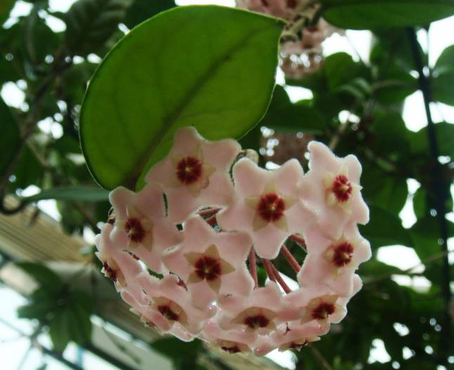 经常别误以为是绿萝的几种植物，以为绿萝开花的都被骗了