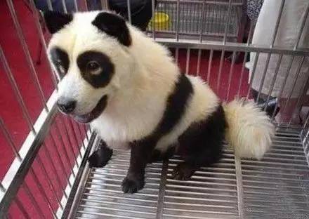 给狗狗染色，需要注意些什么？