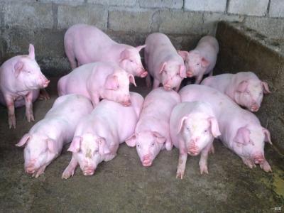 母猪奶水少要喂什么,母猪奶水不好怎么办要不要淘汰