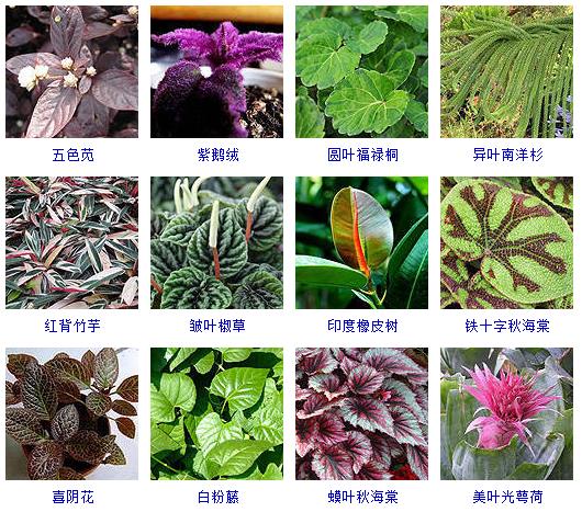 常见花卉盆栽100种,盆栽什么品种花草最好养