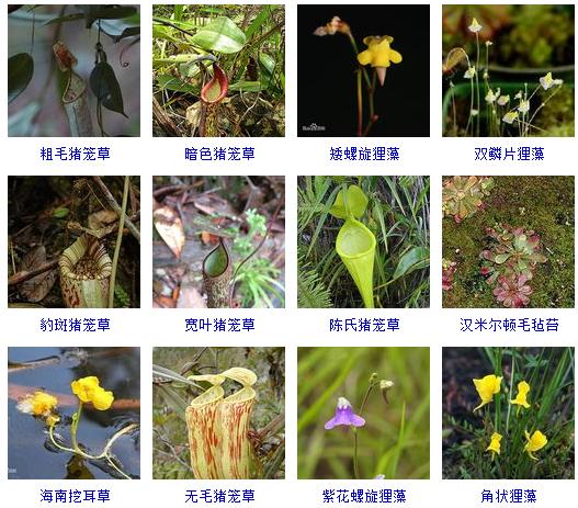 常见花卉盆栽100种,盆栽什么品种花草最好养