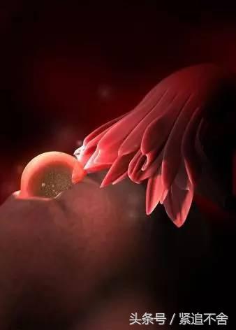 超萌龙凤胎宝宝图片,孕1到9周胎儿发育全过程