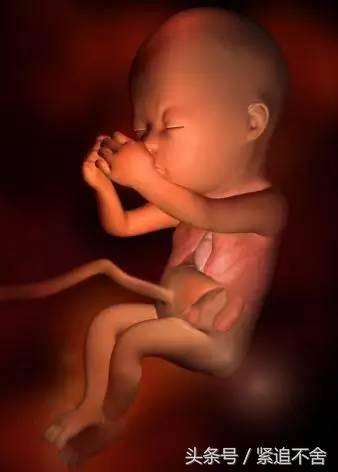 超萌龙凤胎宝宝图片,孕1到9周胎儿发育全过程