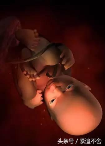 超萌龙凤胎宝宝图片,孕1到9周胎儿发育全过程