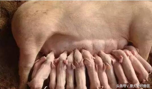 母猪接产容易犯的三个错误,母猪生产时可能出现的情况及应对