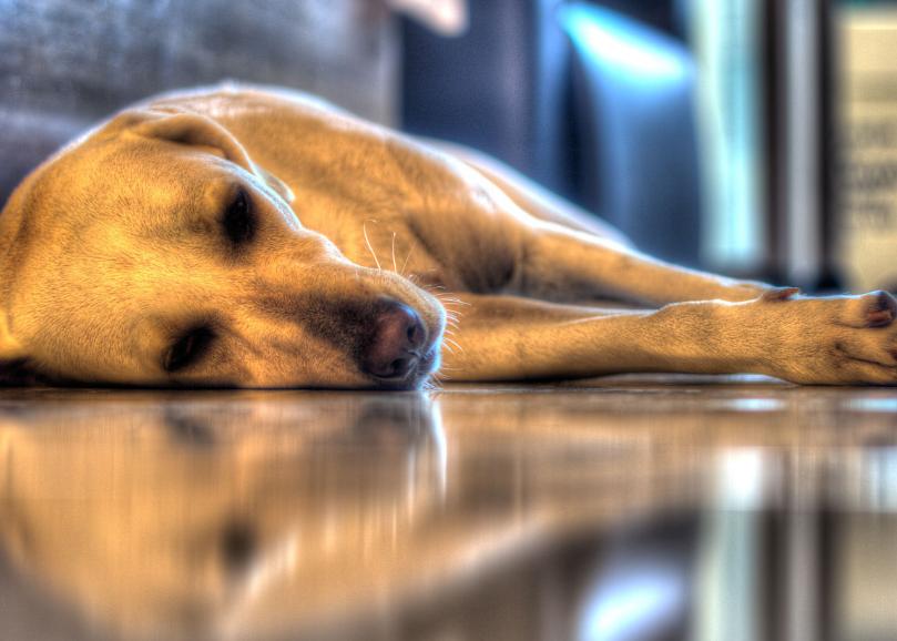 狗狗的关节疼痛吃什么药最好,帮助狗狗缓解疼痛的小妙招