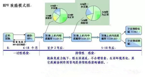 hpv35阳性宫颈癌的几率,hpv全阴性得宫颈癌的几率大么