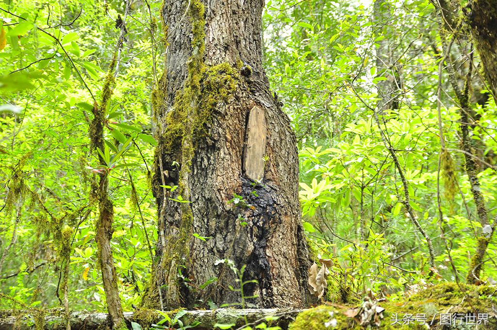 去丽江住客栈好还是住民宿,去丽江客栈还是酒店