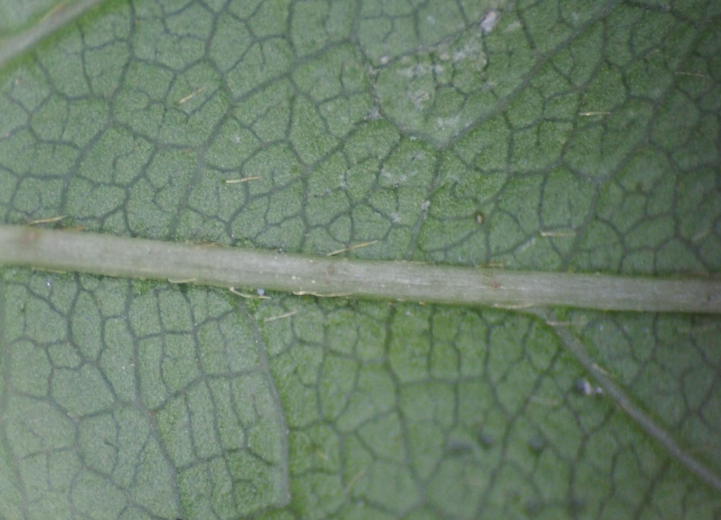 网脉崖豆藤能耐寒多少,网脉崖豆藤