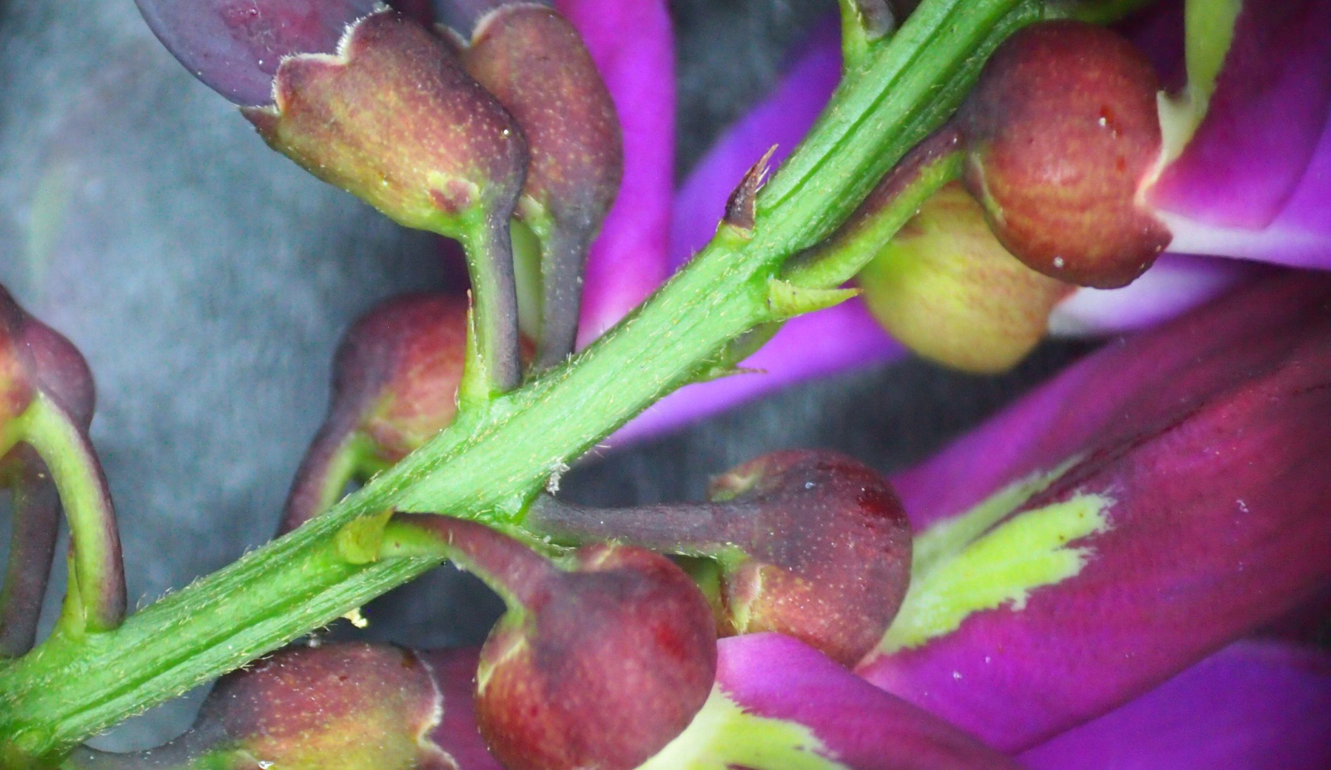 网脉崖豆藤能耐寒多少,网脉崖豆藤