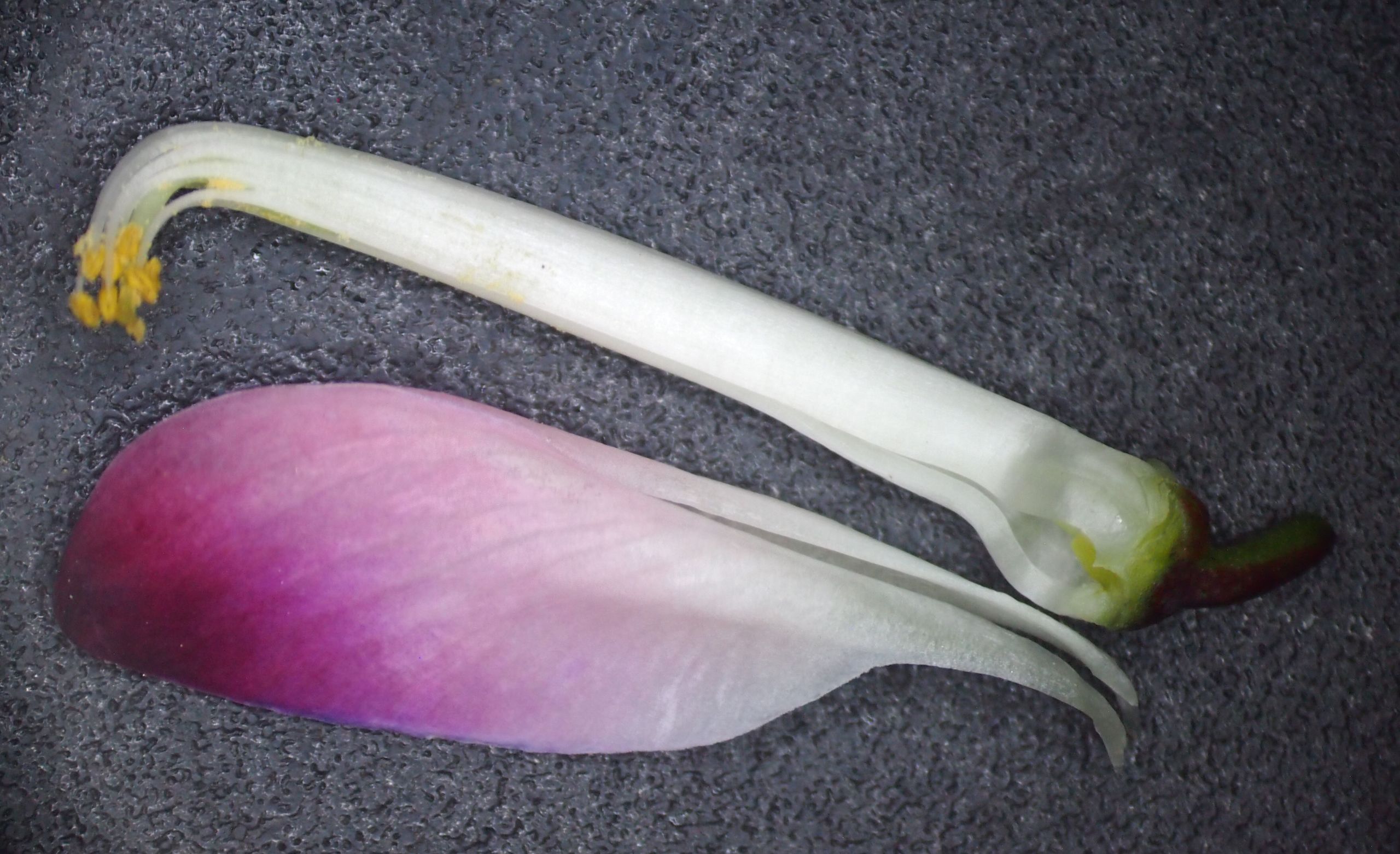 网脉崖豆藤能耐寒多少,网脉崖豆藤