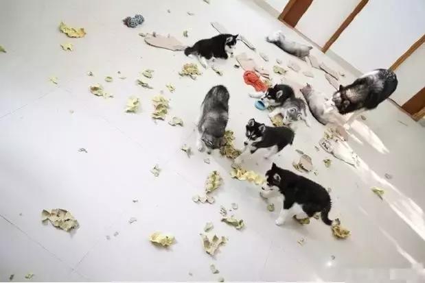 常见品种狗狗的优点和缺点分析,常见的狗狗品种大全