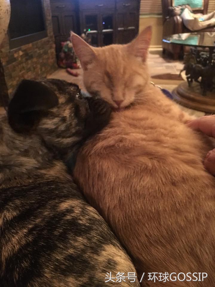 失明的橘猫,失明的小橘猫