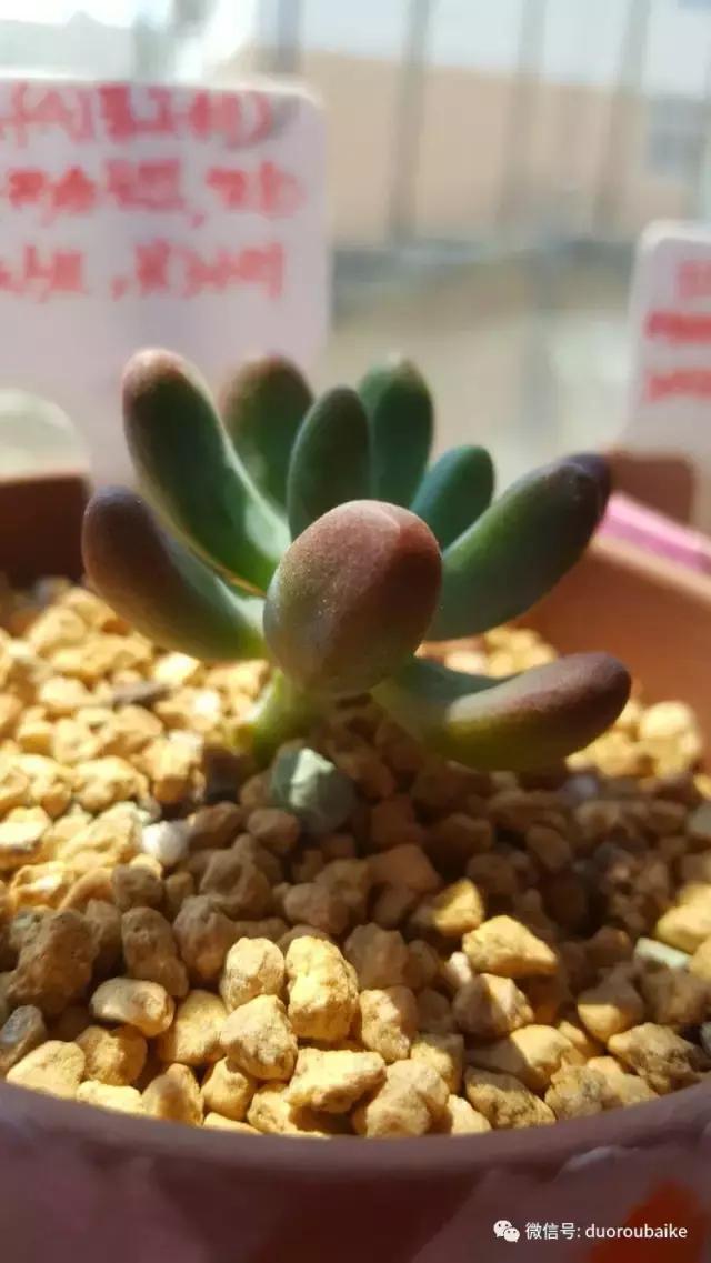 多肉爱好者必须养的有哪些多肉,心头肉多肉