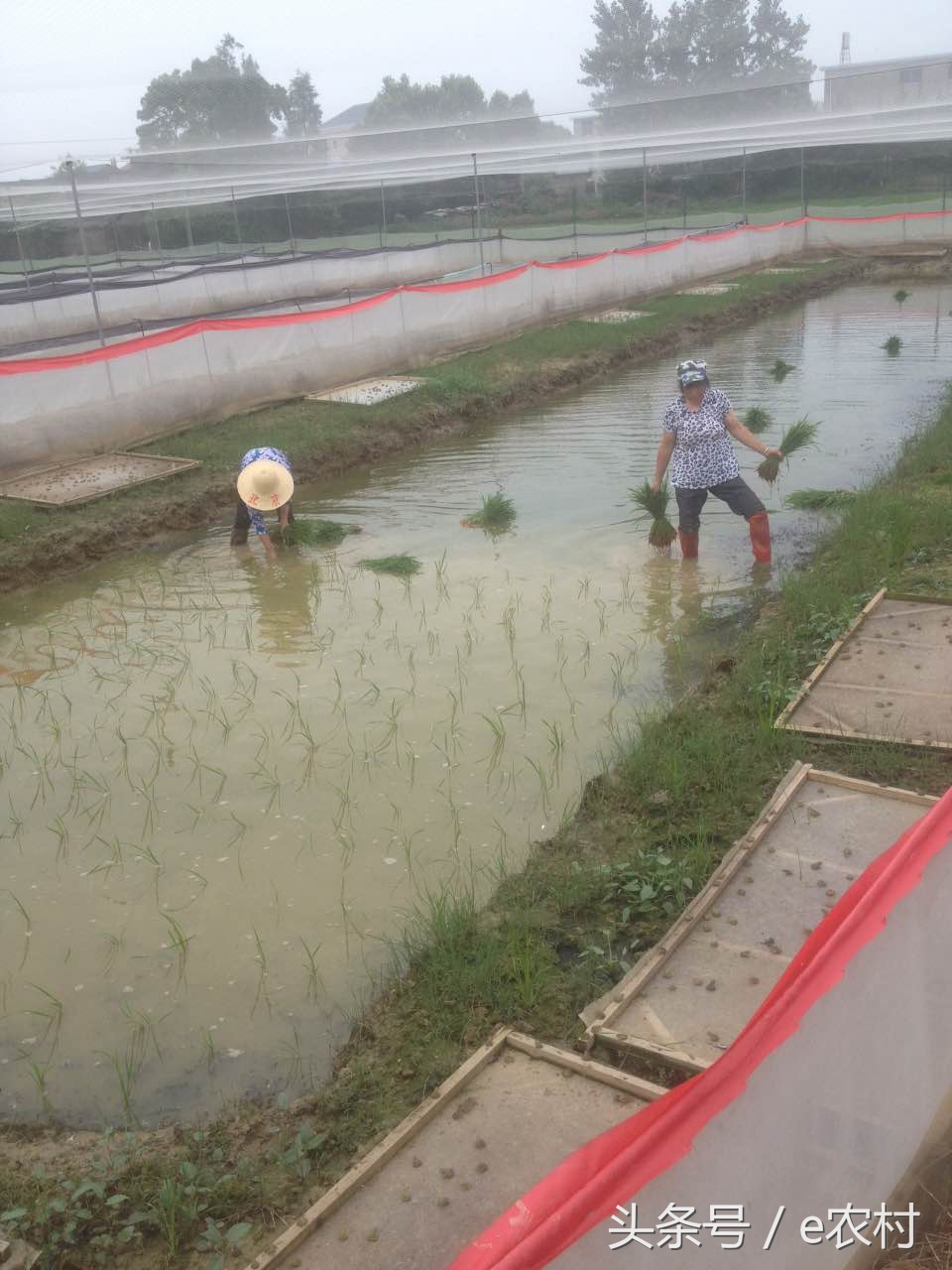 致富经养石蛙近期视频,cctv7致富经酿酒