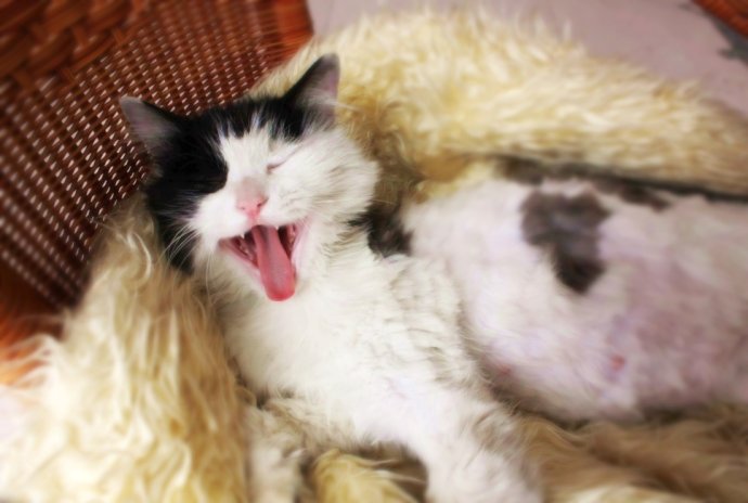 母猫分娩后的3个过程,母猫分娩前有哪些症状