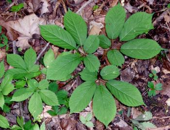 人参最有价值的部位是什么,年份少的人参有价值吗