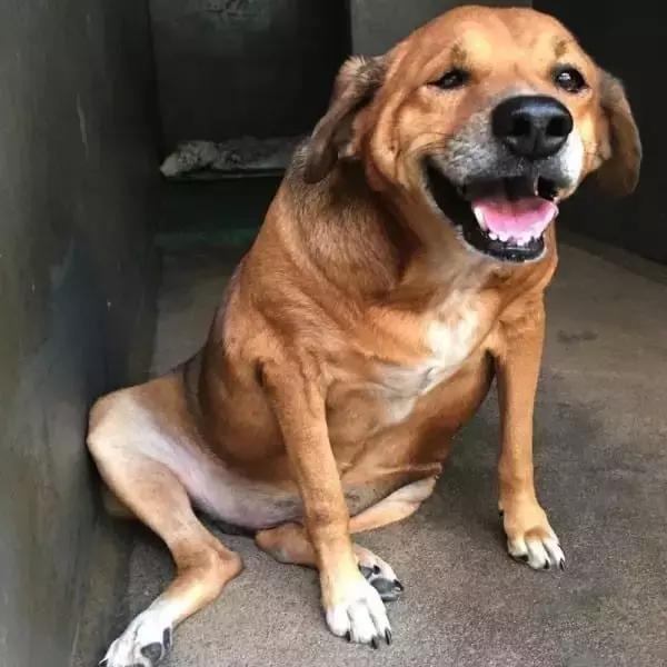 网友把足球PS成猫咪,毫无违和感!看什么看,没猫你踢什么球!