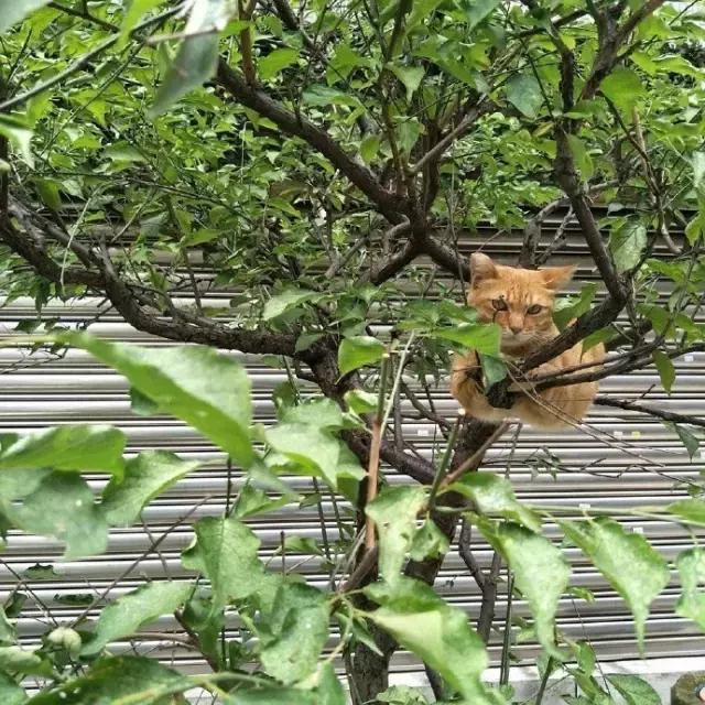 网友把足球PS成猫咪,毫无违和感!看什么看,没猫你踢什么球!