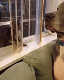 网友把足球PS成猫咪,毫无违和感!看什么看,没猫你踢什么球!