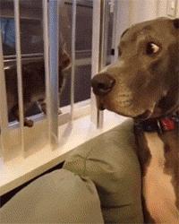 网友把足球PS成猫咪,毫无违和感!看什么看,没猫你踢什么球!