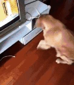 网友把足球PS成猫咪,毫无违和感!看什么看,没猫你踢什么球!