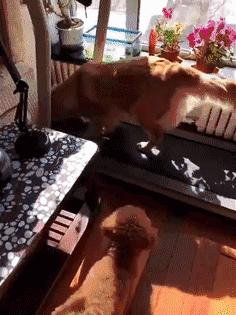 网友把足球PS成猫咪,毫无违和感!看什么看,没猫你踢什么球!